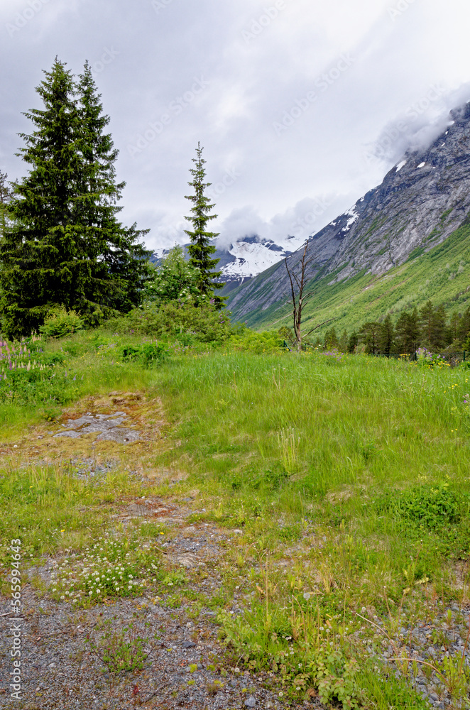 Fototapeta premium Landscape with green vegetation - Andalsnes - Norway