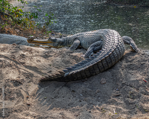 A pair of gavial near a lake