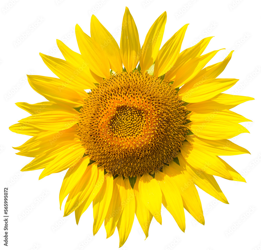 Sunflower flower on a transparent background. isolated object. Element for design Sunflower flower on a transparent background. isolated object. Element for design