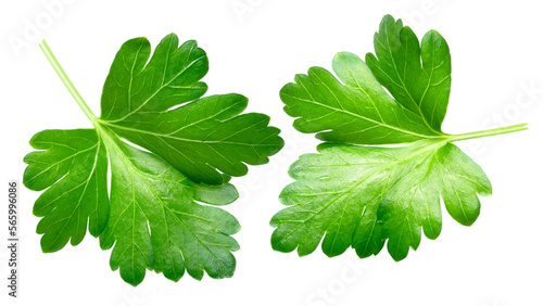 Tableau sur toile Flat-leaved Parsley leaves (Petroselinum crispum), top view isolated png