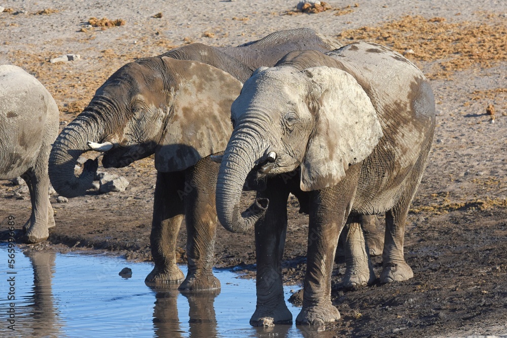 Fototapeta premium Elefanten (loxodonta africana) am Wasserloch Chudop im Etoscha Nationalpark in Namibia. 