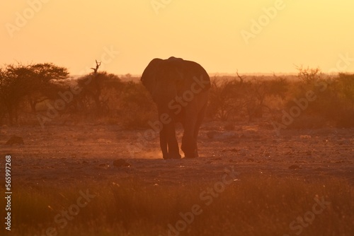 Afrikanischer Elefant  loxodonta africana  am Wasserloch bei Namutoni im Etoscha Nationalpark in Namibia. 