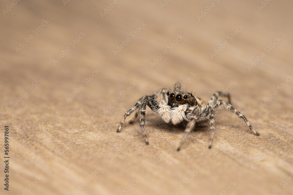 Macro photography of jumping spider, menemerus semilimbatus.
Family Salticidae, feeding on an insect. Macro photography of jumping spider, menemerus semilimbatus.
Family Salticidae, feeding on an insect.