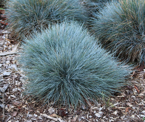A Blue fescue plant growing in a garden. Festuca glauca
