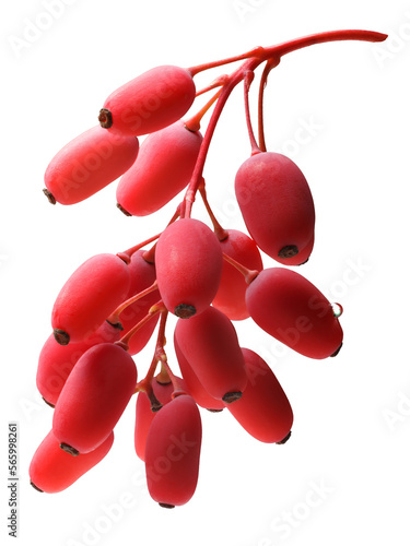 Cluster of barberries (Berberis vulgaris) isolated png photo