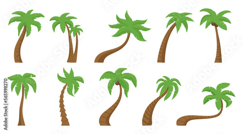 Tropical palms, green floral palm tree. Exotic hawaiian nature, summer beach plant. Outdoor botany flora, summertime season