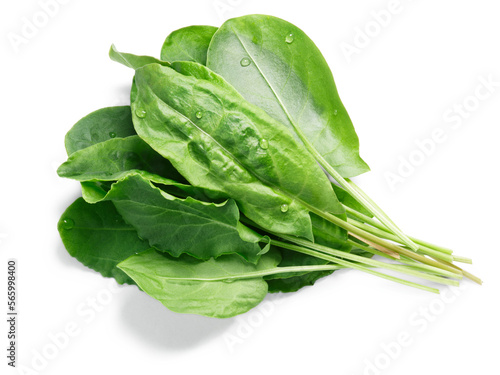 Cuadro en lienzo Bundle of fresh Sorrel (Rumex acetosa) pot herb isolated png