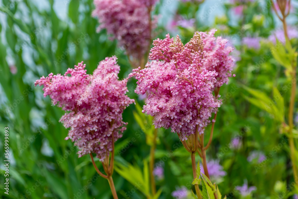 Obraz premium Queen Of The Prairie Plant Growing In The Native Plant Garden