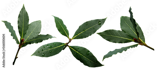 Set of sweet bay (laurel, Laurus nobilis,Grecian laurel) fresh leaves isolated png