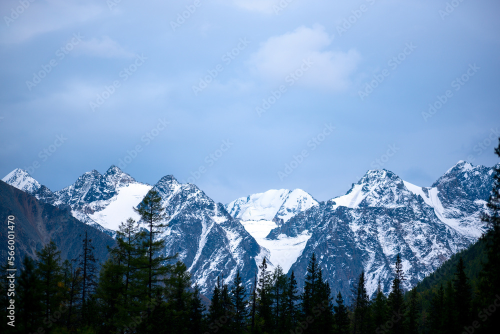 Peaks of stone mountains with white snow and glaciers behind treetops in a spruce forest in blue clouds in Altai.