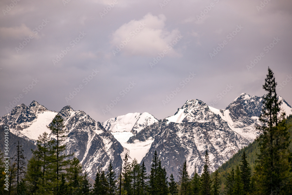 The top of the stone mountains with white snow and glaciers behind the shadows, the tops of the trees, the spruce forest in the clouds in Altai.