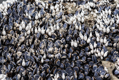 Black mussles on the rocks in Pacific Ocean photo