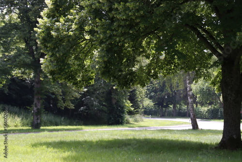 Leafy vegetation in the park