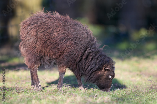 Brown female ouessant sheep grazes in meadow