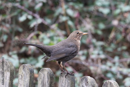 Blackbird (Turdus merula) sitting on the fence.