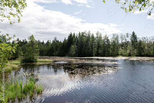 Fototapeta Naklejka Na Ścianę i Meble -  Beautiful view of the forest lake on a sunny day

