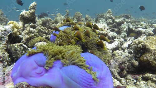 Clownfish fishes swimming near purple sea anemone on bleached coral reef. Maldives photo