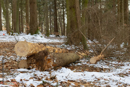 sawn off tree in the forest