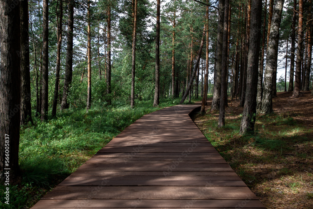 Obraz premium Wooden deck trail through the forest 