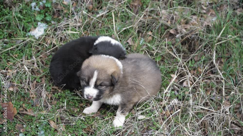Two cute street homeless puppies shivering in the cold, left alone in the woods at winter Two cute street homeless puppies shivering in the cold, left alone in the woods at winter
