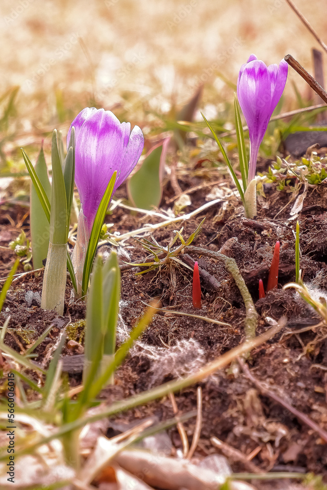 Fototapeta premium Spring meadow first blooming mountain purple crocuses green blades of grass Lawn of saffron closeup. Opened petals purple flowers with yellow stamens on sunny day.