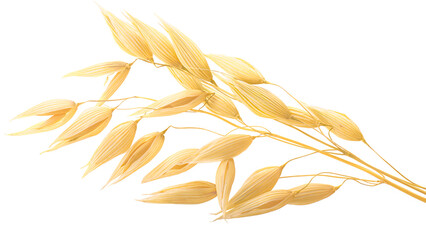 Oat ears (Avena sativa seeds), isolated png