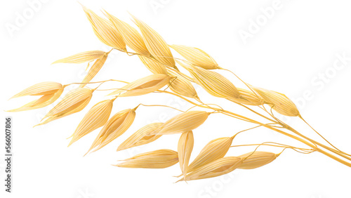 Oat ears (Avena sativa seeds), isolated png photo