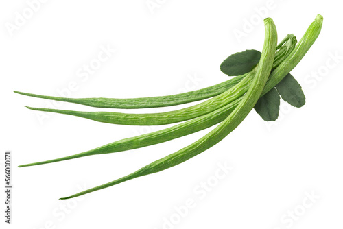 Fenugreek pods or beans w seeds  Trigonella caerulea   fresh  isolated png
