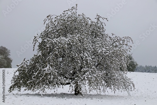 Schnee auf Apfelbaum