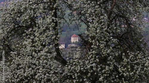 Schloss Heidegg mit Obstbüten