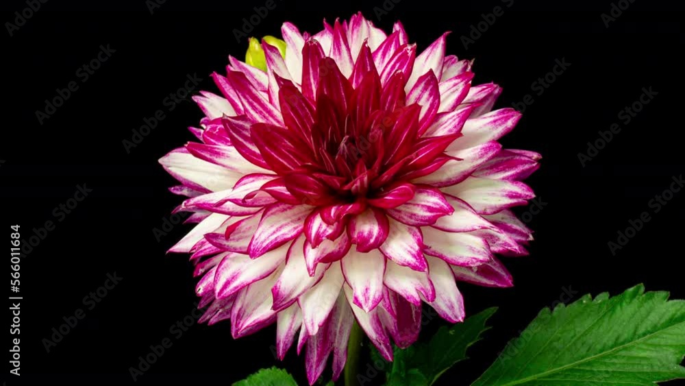 Timelapse of magenta dahlia flower blooming on black background. Blooming peony flower open, time lapse, close-up. Wedding backdrop, Valentine's Day concept. Viva magenta Timelapse of magenta dahlia flower blooming on black background. Blooming peony flower open, time lapse, close-up. Wedding backdrop, Valentine's Day concept. Viva magenta