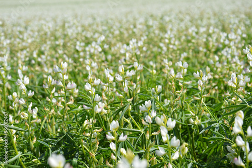 White Lupine Cultivation - Agriculture