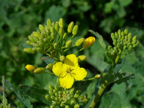 Rapeseed Flowers Closeup - Agriculture, Macro