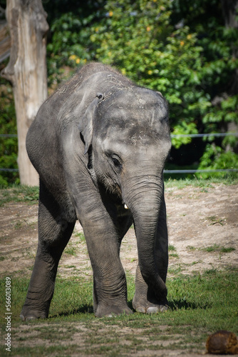 Portrait of boy indian elephant in zoo. He is so big, he is walking in his habitat. © doda