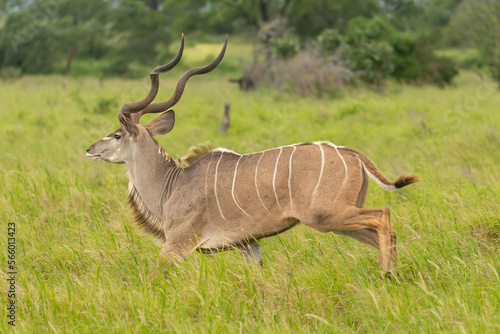 Greater kudu - Tragelaphus strepsiceros running in green grass. Photo from Kruger National Park in South Africa.