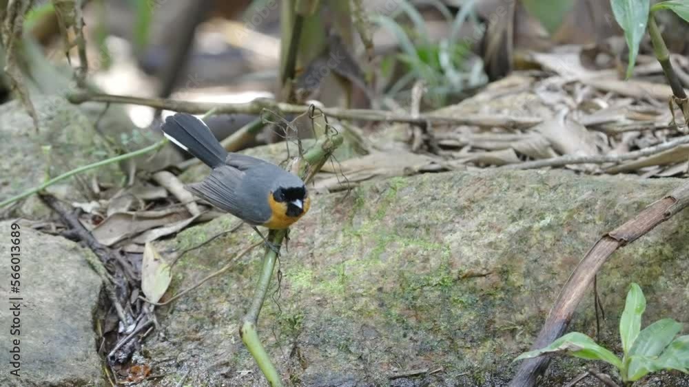 a spectacled monarch perching on a plant stem while bathing in a stream in the rainforest at lake eacham in nth qld, australia a spectacled monarch perching on a plant stem while bathing in a stream in the rainforest at lake eacham in nth qld, australia