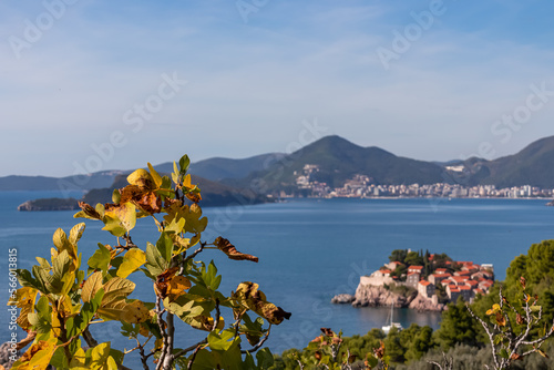 Selective focus on golden tree branch with aerial view of idyllic island Sveti Stefan (St. Stephen) in the Bay of Budva, Adriatic Mediterranean Sea, Montenegro, Europe. Summer vacation at the seaside