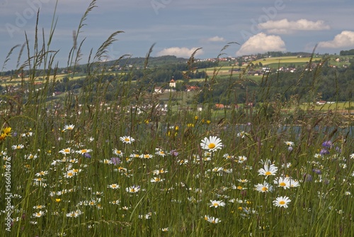 Blumenwiese im Seetal