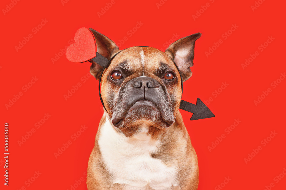 French Bulldog dog wearing Valentine's Day Cupid's arrow on head on red background