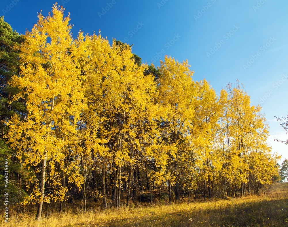 Fototapeta premium Populus tremula common aspen eurasian aspen European