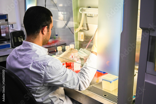 Tapet The researcher's work with cell culture in a laminar box.