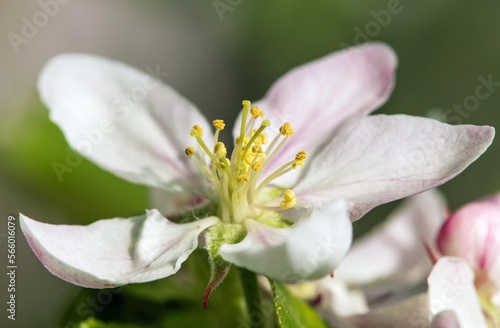 flower of apple tree in latin Malus Domestica