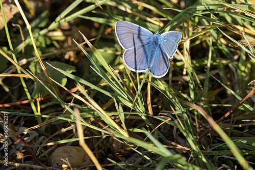 Blauer Schmetterling