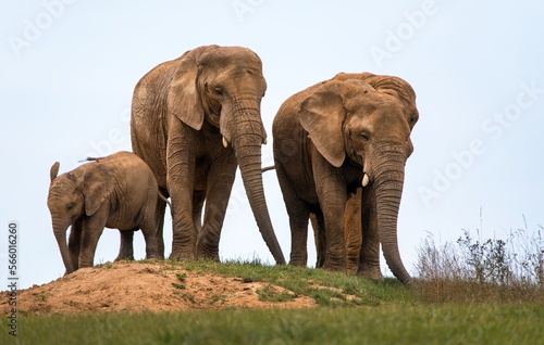 Elephants herd  elephant family  two female and baby