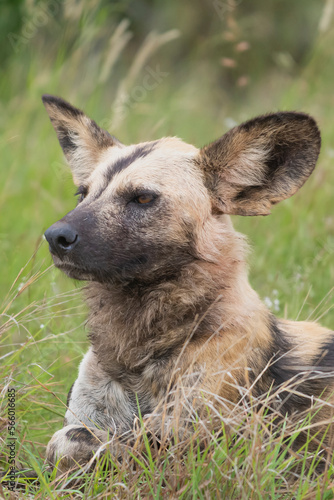 Portrait of african wild dog - Lycaon pictus, painted dog or Cape hunting dog with green grass in background. Photo from Kruger National Park in South Africa.