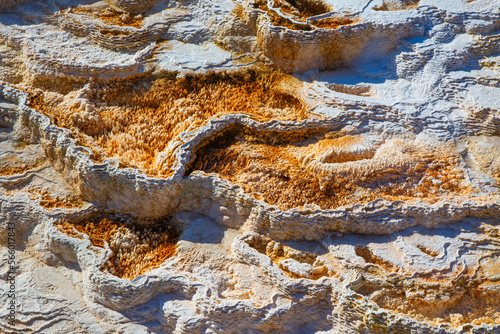 Mammoth hot springs photo