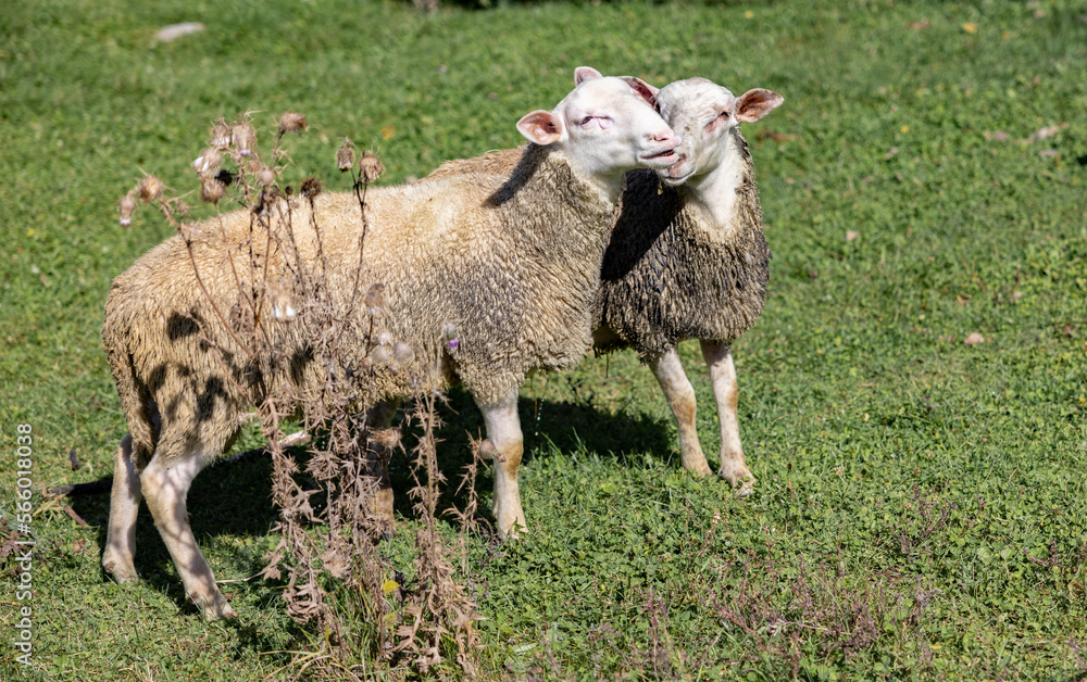 Fototapeta premium Moutons amoureux, jour, horizontal