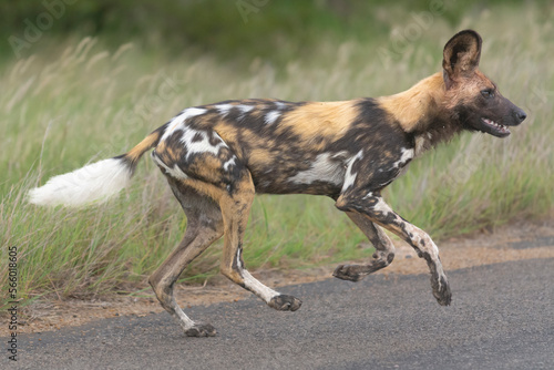 Running african wild dog - Lycaon pictus - with green vegetation in background. Photo Kruger National Park in South Africa.