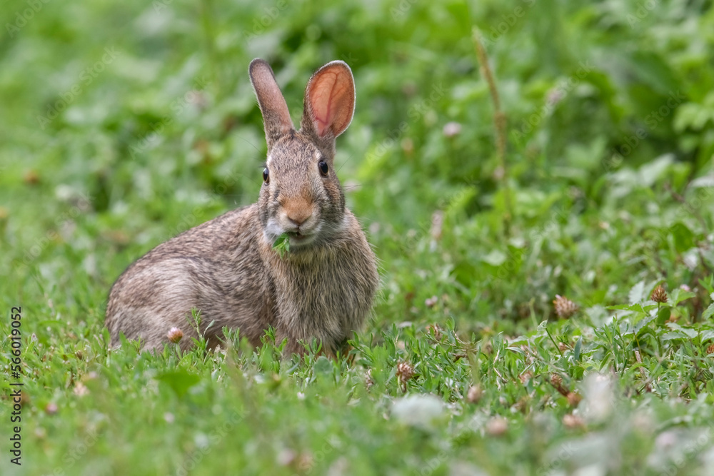 A cute Cottontail rabbit (Sylvilagus floridanus) grazing in a green field caught with its mouth full of clover leaves, Italy - Invasive hare species. June