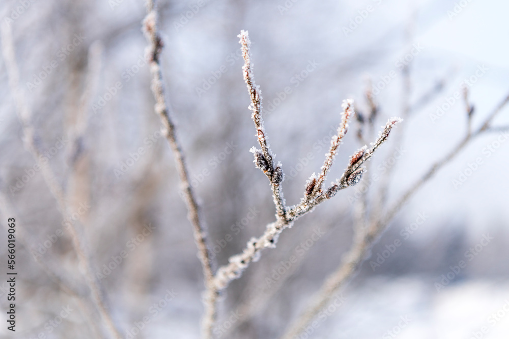 frozen tree branch. a branch of a tree is covered with frost and ice. photo with bokeh effect frozen tree branch. a branch of a tree is covered with frost and ice. photo with bokeh effect
